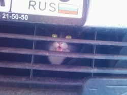 кот 3.jpg