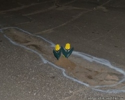 цветы.jpg