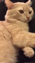 кот Дипси.jpg