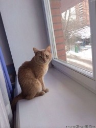 кот Дипси 1.jpg
