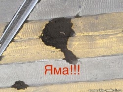 лысины.jpg