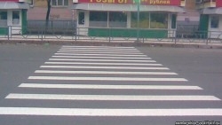 зебра.jpg