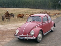 Жук.jpeg (74.49 КБ) Просмотров: 1571 Жук.jpeg