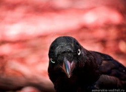 908867-a-evil-looking-crow-australian-raven-looks-enquiringly-into-the-camera-with-a-hellish-background-in-.jpg (19.11 КБ) Просмотров: 920 908867-a-evil-looking-crow-australian-raven-looks-enquiringly-into-the-camera-with-a-hellish-background-in-.jpg