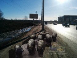 бараны5 копия.jpg